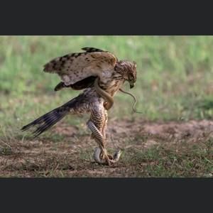 Meet your Posher, Heidi